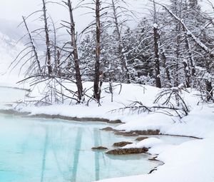 Preview wallpaper coast, river, trees, branches, snow, winter, nature