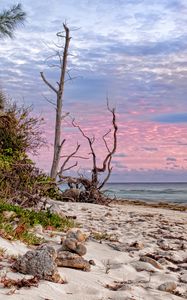 Preview wallpaper coast, sand, tropics, beach, trees, naked