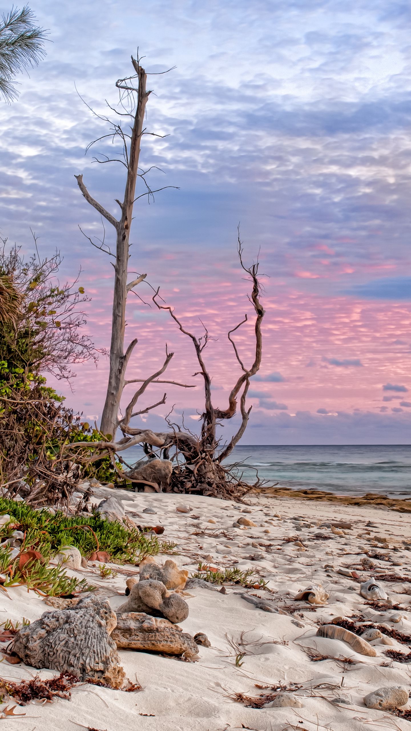 Download Wallpaper X Coast Sand Tropics Beach Trees Naked Qhd Samsung Galaxy S S