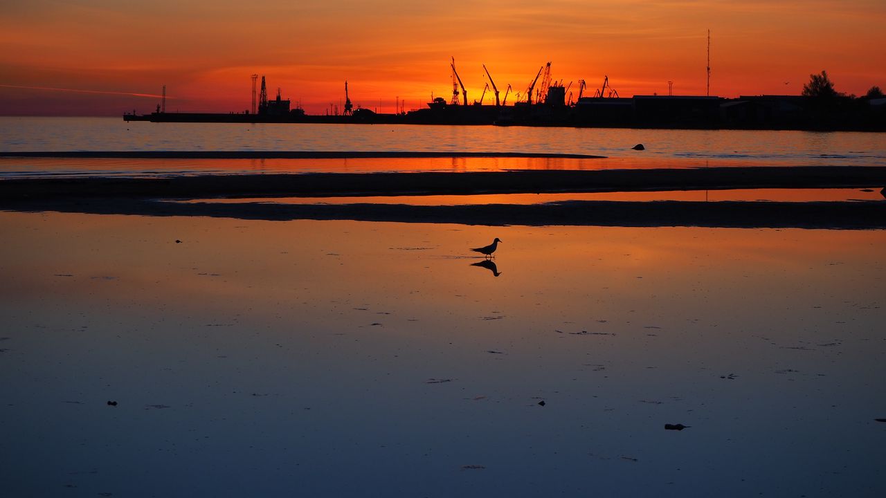 Wallpaper coast, sea, bird, silhouette, dawn, dark