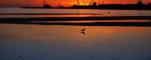 Preview wallpaper coast, sea, bird, silhouette, dawn, dark