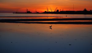 Preview wallpaper coast, sea, bird, silhouette, dawn, dark