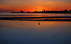 Preview wallpaper coast, sea, bird, silhouette, dawn, dark