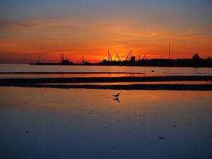 Preview wallpaper coast, sea, bird, silhouette, dawn, dark