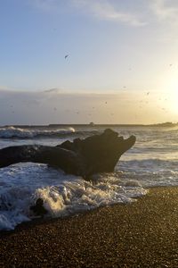 Preview wallpaper coast, sea, foam, waves, tree, twilight