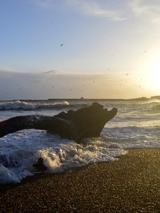 Preview wallpaper coast, sea, foam, waves, tree, twilight