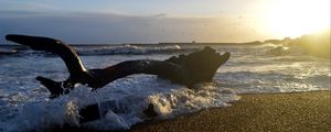 Preview wallpaper coast, sea, foam, waves, tree, twilight