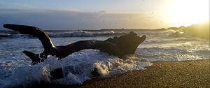 Preview wallpaper coast, sea, foam, waves, tree, twilight