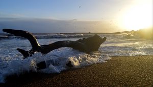 Preview wallpaper coast, sea, foam, waves, tree, twilight