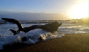 Preview wallpaper coast, sea, foam, waves, tree, twilight