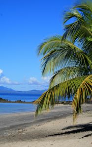 Preview wallpaper coast, sea, palm tree, branch, nature