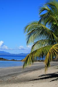 Preview wallpaper coast, sea, palm tree, branch, nature