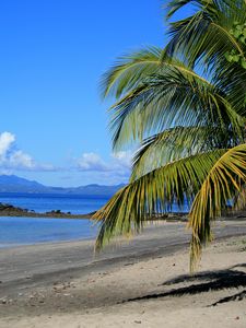 Preview wallpaper coast, sea, palm tree, branch, nature