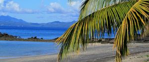 Preview wallpaper coast, sea, palm tree, branch, nature