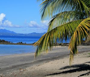 Preview wallpaper coast, sea, palm tree, branch, nature