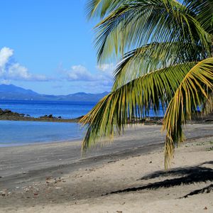 Preview wallpaper coast, sea, palm tree, branch, nature