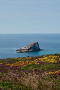 Preview wallpaper coast, sea, rock, grass, flowers, nature