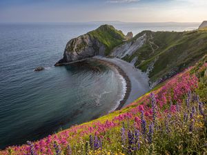 Preview wallpaper coast, sea, rock, flowers, cliff, landscape