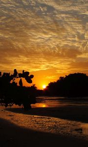 Preview wallpaper coast, sea, sunset, landscape, trees