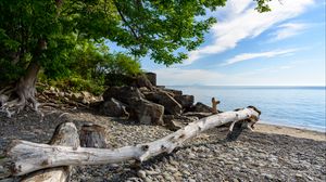Preview wallpaper coast, sea, tree, nature, landscape