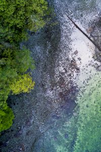 Preview wallpaper coast, sea, trees, branch, dry