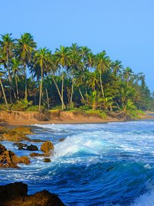 Preview wallpaper coast, sea, water, palm trees, stones, nature