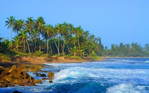 Preview wallpaper coast, sea, water, palm trees, stones, nature