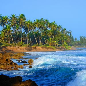 Preview wallpaper coast, sea, water, palm trees, stones, nature