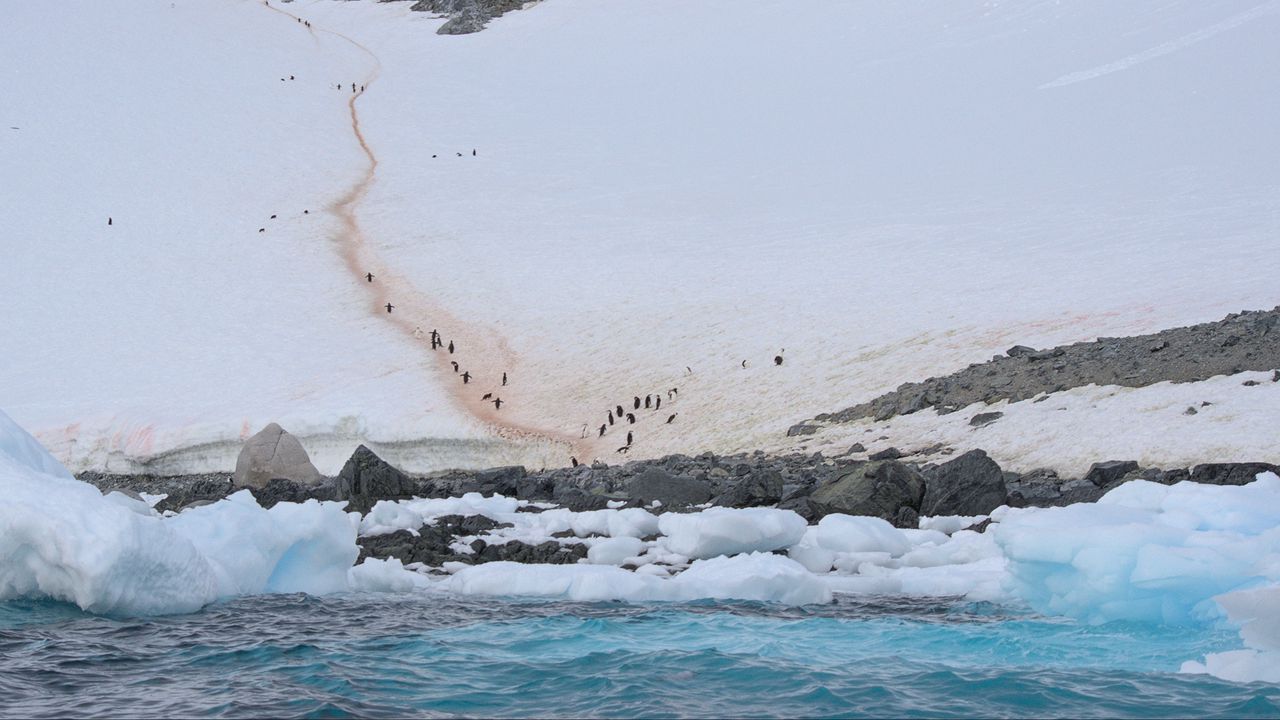 Wallpaper coast, snow, ice, penguins, sea