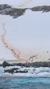 Preview wallpaper coast, snow, ice, penguins, sea