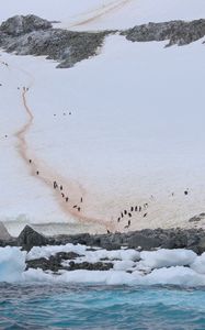 Preview wallpaper coast, snow, ice, penguins, sea