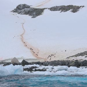 Preview wallpaper coast, snow, ice, penguins, sea