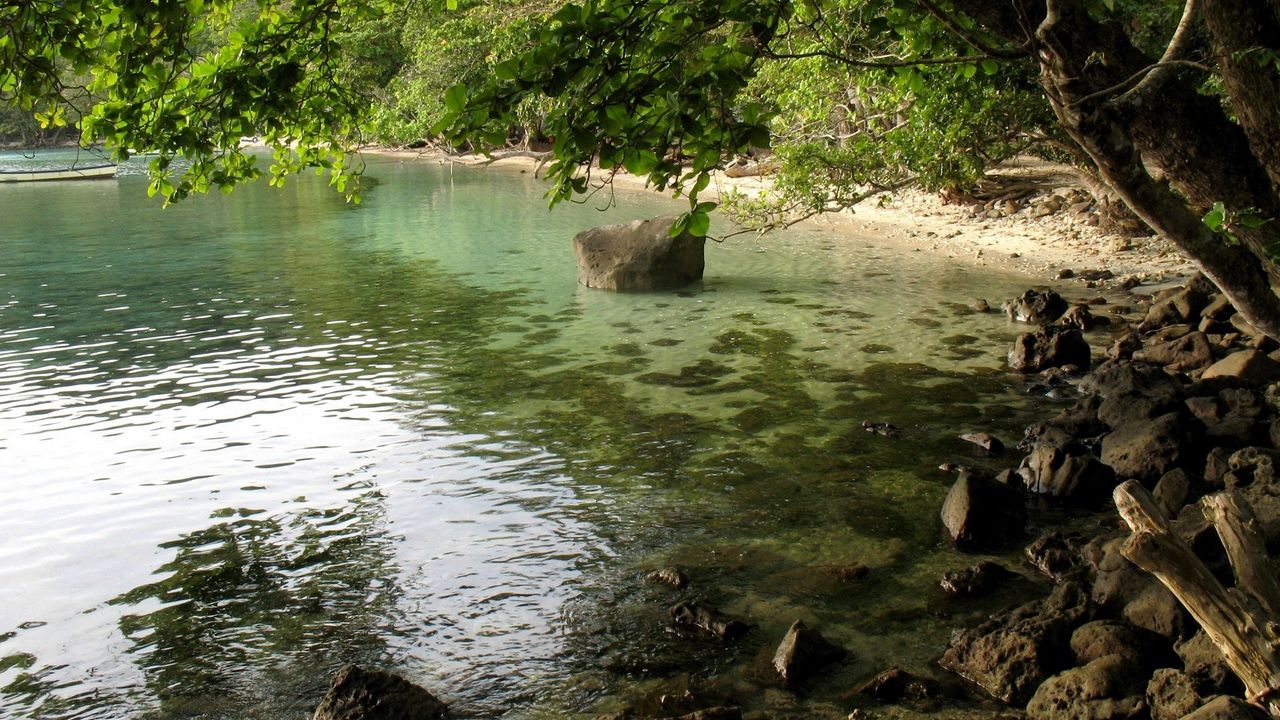 Wallpaper coast, stones, tree, inclination, branches, water, ooze