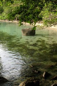 Preview wallpaper coast, stones, tree, inclination, branches, water, ooze