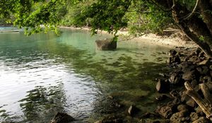 Preview wallpaper coast, stones, tree, inclination, branches, water, ooze