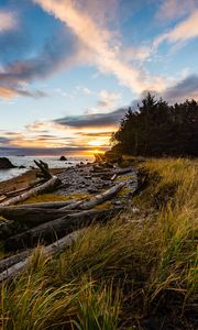 Preview wallpaper coast, sunset, forest, grass, evening