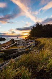 Preview wallpaper coast, sunset, forest, grass, evening