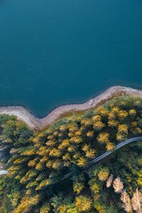 Preview wallpaper coast, trees, aerial view, forest, water, road