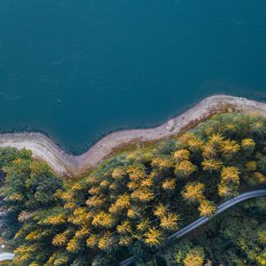 Preview wallpaper coast, trees, aerial view, forest, water, road