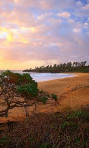 Preview wallpaper coast, trees, bushes, beach, sand, sea