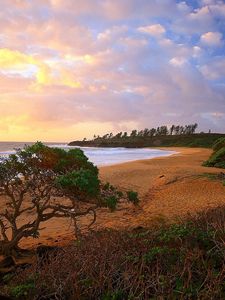 Preview wallpaper coast, trees, bushes, beach, sand, sea