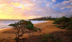 Preview wallpaper coast, trees, bushes, beach, sand, sea