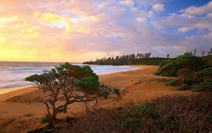 Preview wallpaper coast, trees, bushes, beach, sand, sea