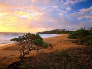 Preview wallpaper coast, trees, bushes, beach, sand, sea