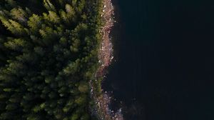 Preview wallpaper coast, trees, forest, aerial view