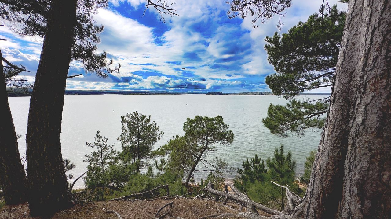 Wallpaper coast, trees, lake, clouds