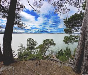Preview wallpaper coast, trees, lake, clouds