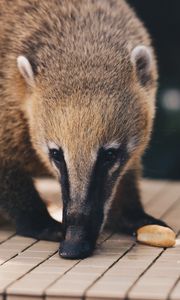 Preview wallpaper coati, nasua, muzzle, animal