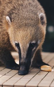 Preview wallpaper coati, nasua, muzzle, animal