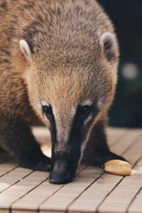 Preview wallpaper coati, nasua, muzzle, animal